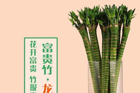 凤尾竹怎么用营养液喷到哪里
