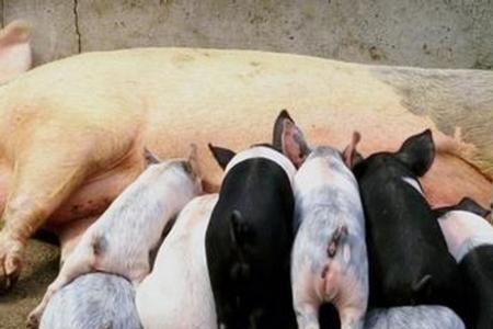 什么是能繁母猪