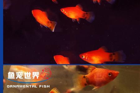米奇鱼变红是怎么回事