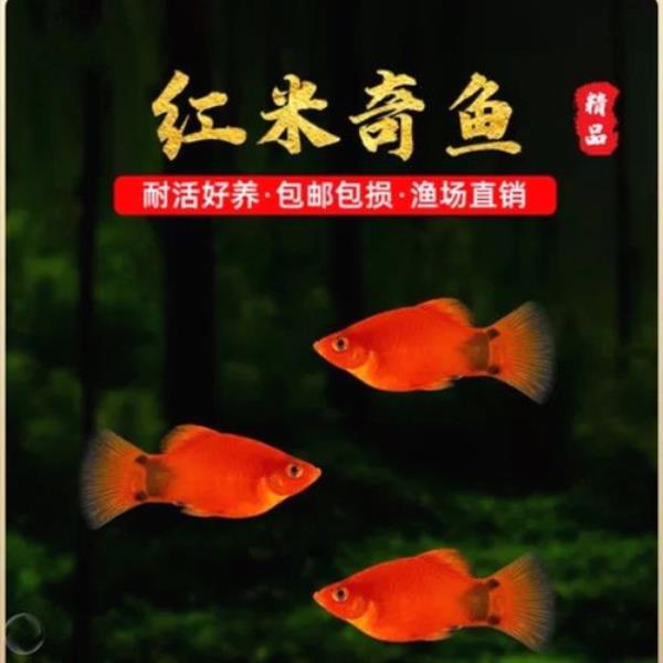 冬天养红箭鱼水温多少度合适