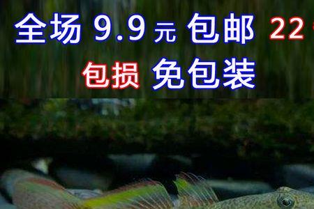 虾虎鱼和六角恐龙鱼混养