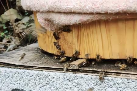 春繁没有雄蜂怎么育王