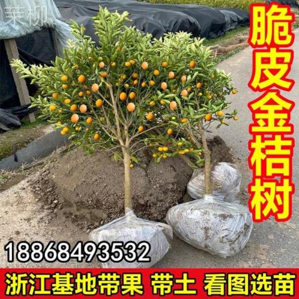 橘子树嫁接用什么母树