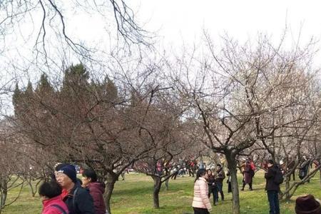 武汉梅园春节开放时间