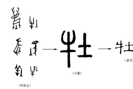 牛字演变过程六个阶段