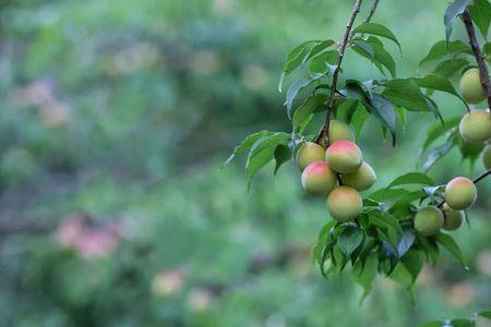 春去冬来，寒来暑去是什么意思