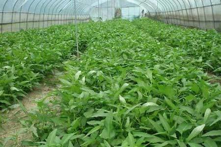 空心菜露天种植时间与方法