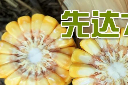 恒创828玉米种子介绍