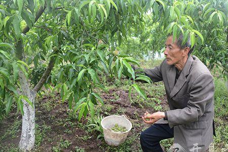 重庆农村有人种植扁桃树吗