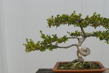 木本植物