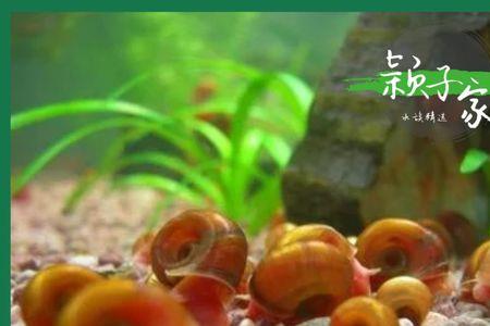 苹果螺繁殖用过滤吗