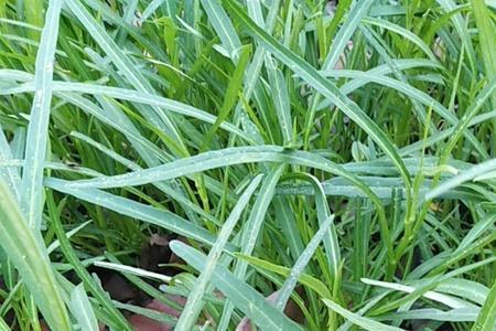 2022年空心菜种植亩产多少斤