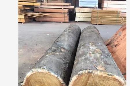 替代红木的桉树品种