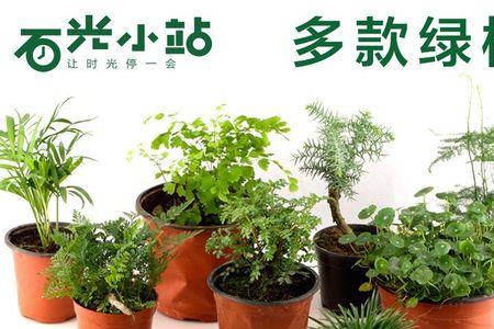 清香木能种在吸水石上吗