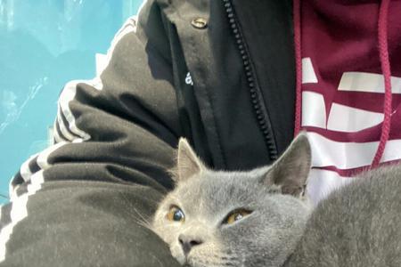 蓝猫总往人身上蹭