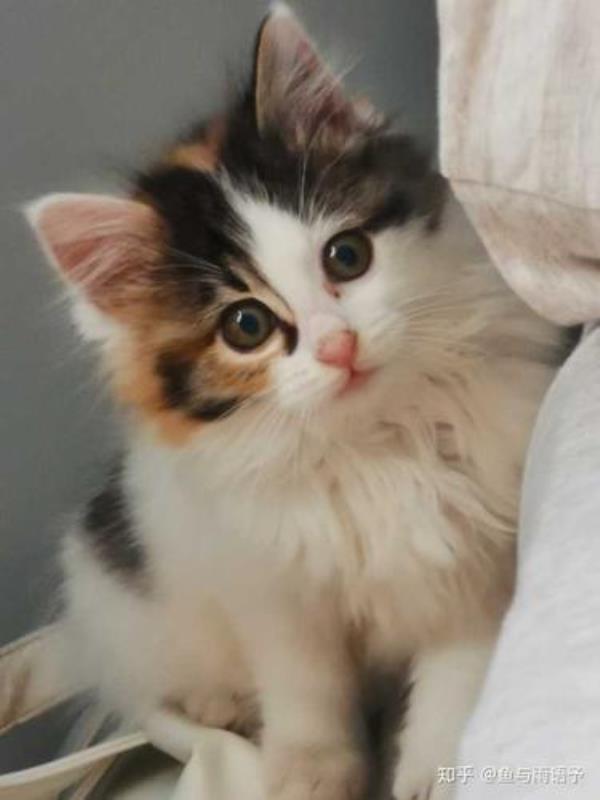 长毛三花猫为什么都不愿意养