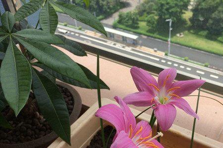 风雨兰什么时候开花
