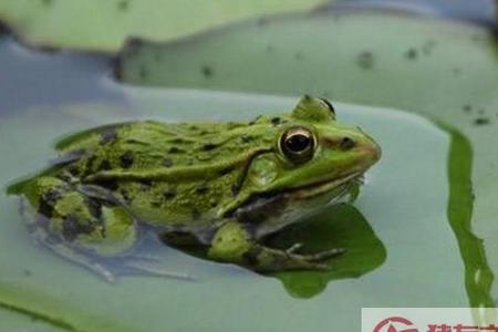 和青蛙同类的动物有哪些