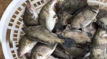 鳜鱼多久不喂食会饿死