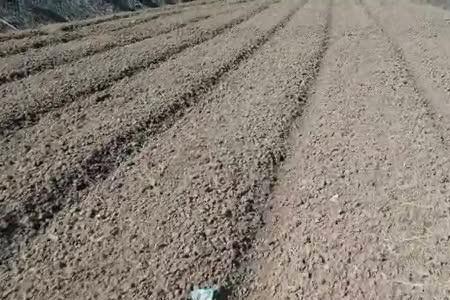 2022年油菜育苗最佳播种时间
