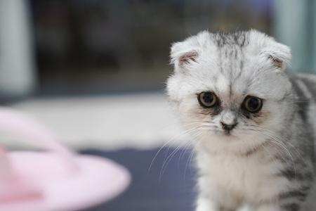 星期猫星期狗是什么意思