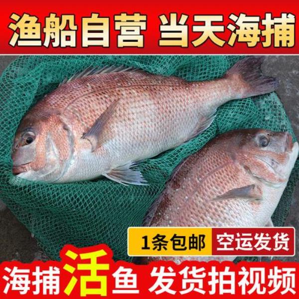 加吉鱼的适应水温