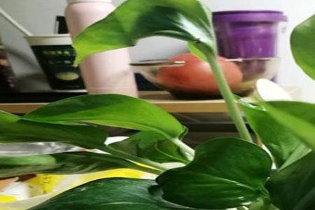 扦插用清水好还是营养液