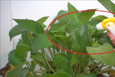 用养鱼水浇花还是用营养液好