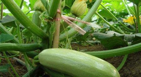 笋瓜的种植时间和方法