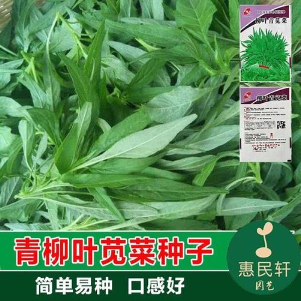 青柳叶苋菜种植时间和方法