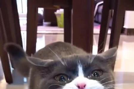 猫吃了死鸟口吐白沫怎么办啊