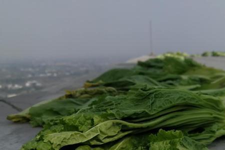 挂菜是种什么菜