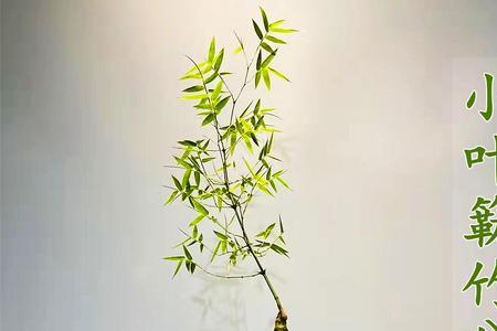 小叶簕竹几天生根
