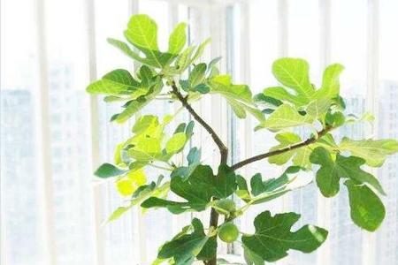 南方无花果修剪在几月份
