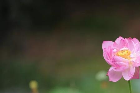 临江仙·中伏