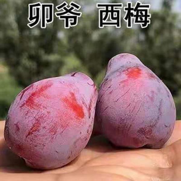 最好的西梅品种