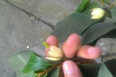 夜里开花散发出香味的是什么树