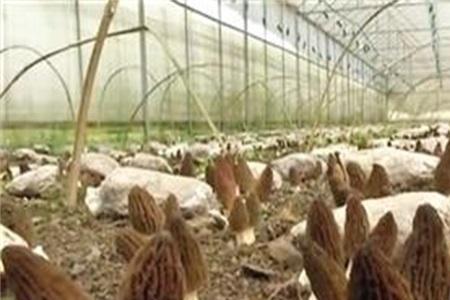 香150天以上菌龄有哪些品种