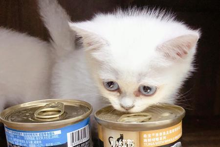 猫咪每天吃四分之一罐头可以吗