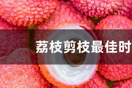 锯荔枝树是什么月份锯合适