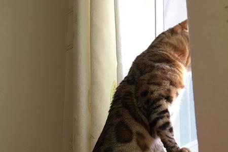 身长20厘米的猫有多大