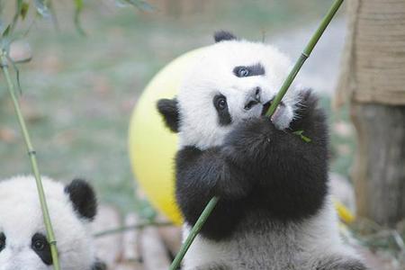 熊猫是吃什么的