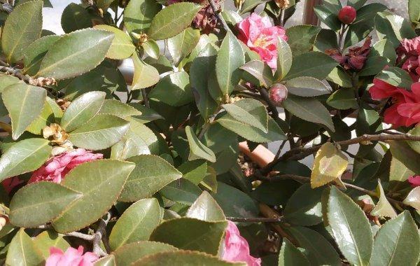 大棚种植茶花方法