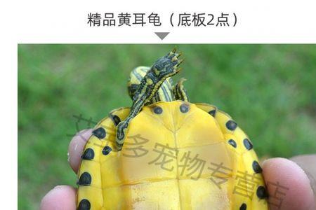 3-4厘米的乌龟可以放湖里吗