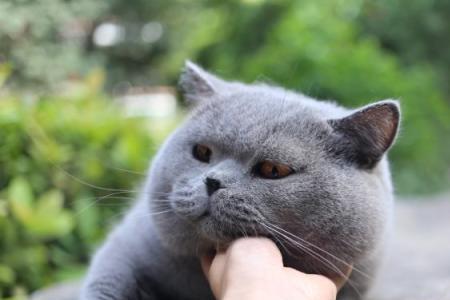 蓝猫一年后还会长吗