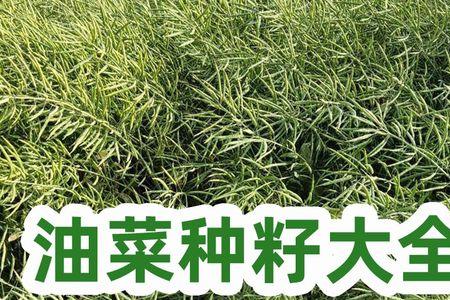 油菜籽种上就下雨了好不好