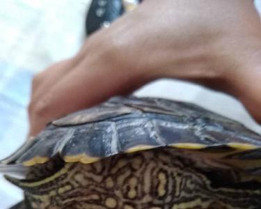 乌龟后肢窝鼓气