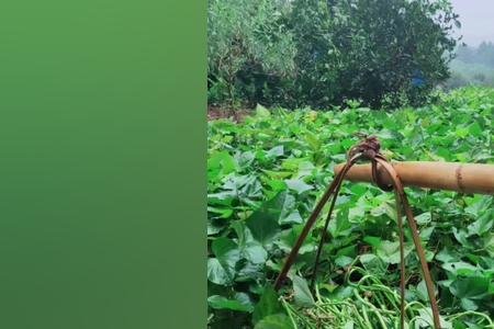 红薯藤发酵喂猪的正确方法