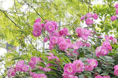 暮春时节，芳菲尽什么意思