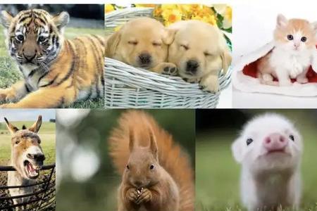 动物为什么比人容易怀孕